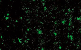 小型肝细胞的孔域扫描